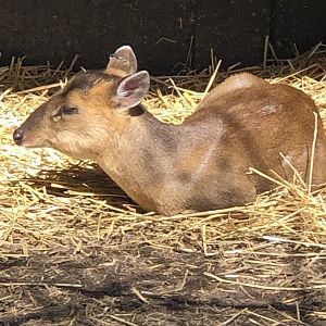 Reeves’s Muntjac