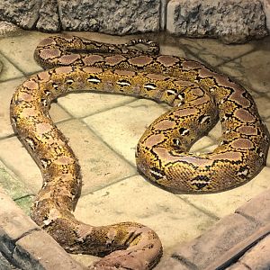 Reticulated Python