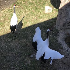 Red-crowned Cranes