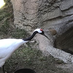 Red-crowned Crane