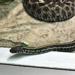 Plains Garter Snake with Massasauga