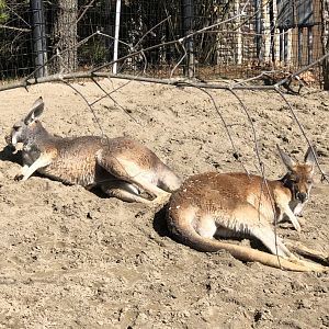 Red Kangaroos