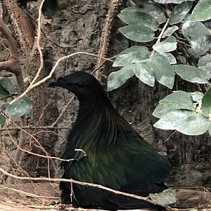 Nicobar Pigeon