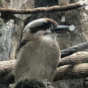 Laughing Kookaburra