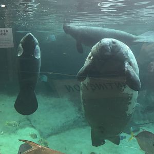 Florida Manatees