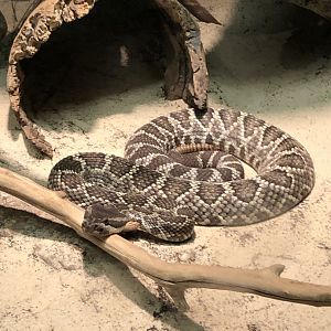 Southern Pacific Rattlesnake