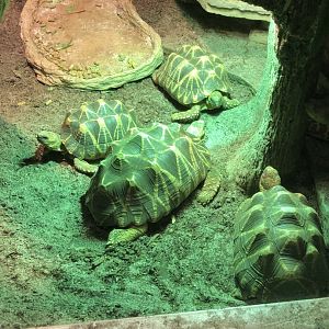 Burmese Star Tortoises