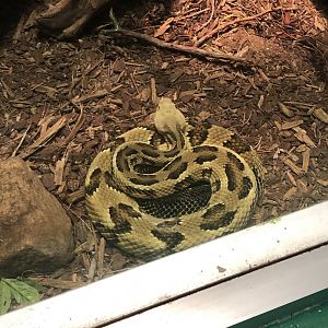 Timber Rattlesnake