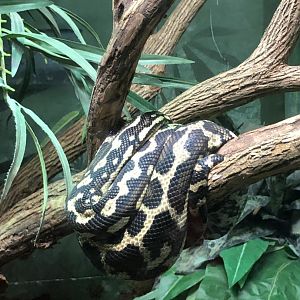 Carpet Python