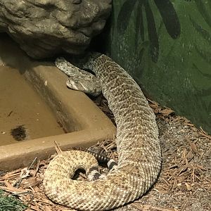 Western Diamondback Rattlesnake