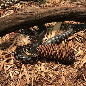 Madagascar Giant Hognose Snake
