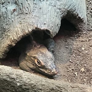 Spiny-tailed Iguana