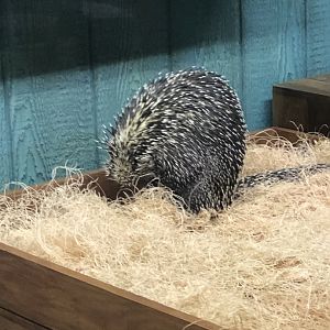 Brazilian Porcupine