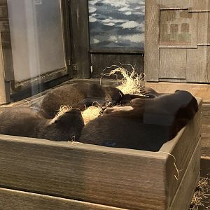 Asian Small-clawed Otters