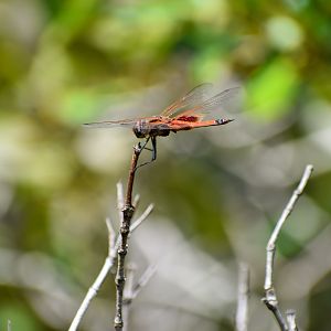 Common Glider (Tramea loewii)