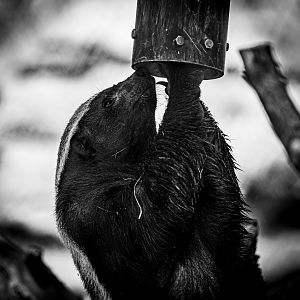 Ratel aka Honey Badger