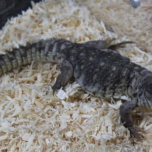 Uromastyx ornata philbyi