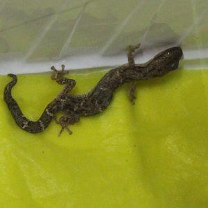 Madagascar ghost-gecko - Matoatoa brevipes