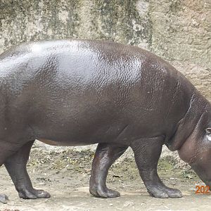 Pygmy Hippopotamus (Choeropsis liberiensis)