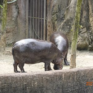 Pygmy Hippopotamus (Choeropsis liberiensis)