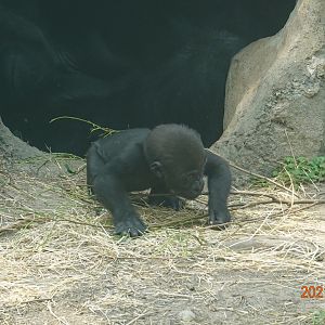 Western Lowland Gorilla (Gorilla gorilla gorilla)