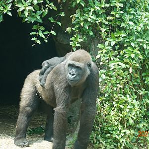 Western Lowland Gorilla (Gorilla gorilla gorilla)