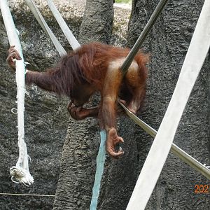 Bornean Orangutan (Pongo pygmaeus)
