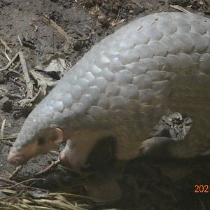 Formosan Pangolin (Manis pentadactyla pentadactyla)