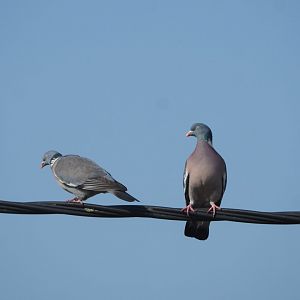 Common wood pigeons (Columba palumbus palumbus) on power line, 2021-03-03