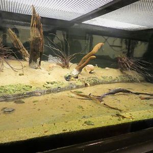 Southern Swamps - Coastal Estuary