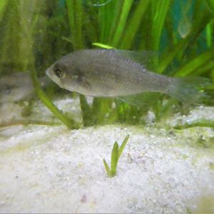 Southern Swamps - Bluespotted Sunfish