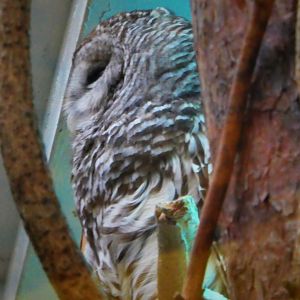 Southern Swamps - Barred Owl