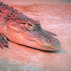 Southern Swamps - American Alligator