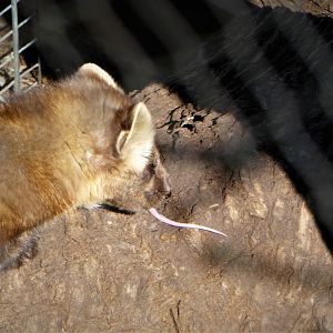 Northlands - American Pine Marten