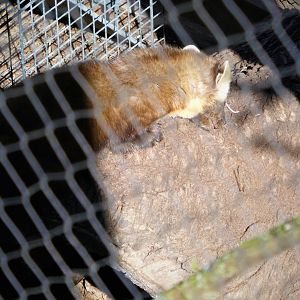 Northlands - American Pine Marten