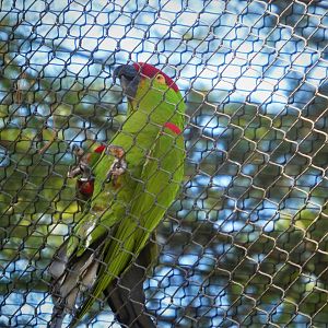 Great Southwest - Thick-billed Parrot