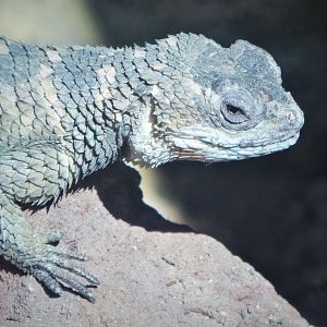 Great Southwest - Blue Spiny Lizard