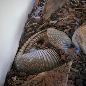 Great Southwest - Nine-banded Armadillos