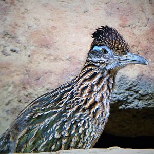 Great Southwest - Greater Roadrunner
