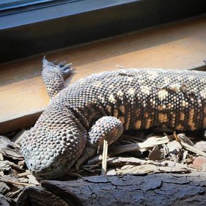 Great Southwest - Mexican Beaded Lizard