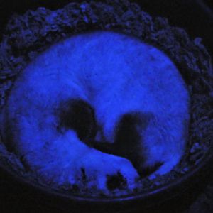 Great Southwest - The Desert in Darkness - Black-footed Ferret