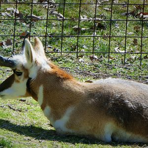 Big Sky Country - Pronghorn - Callum