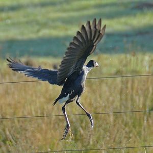 Pukeko  (swamp hen)