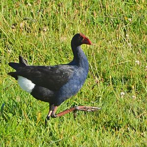 Pukeko.