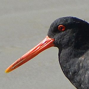Variable oystercatcher portrait.  (black oystercatcher).