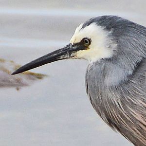 White-faced heron portrait.