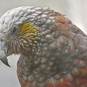 Kaka portrait.