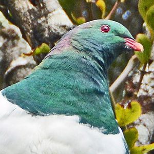 New Zealand pigeon portrait.