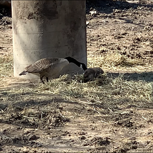 Canadian Goose VS Groundhog