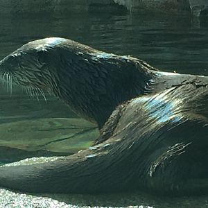 North American River Otter